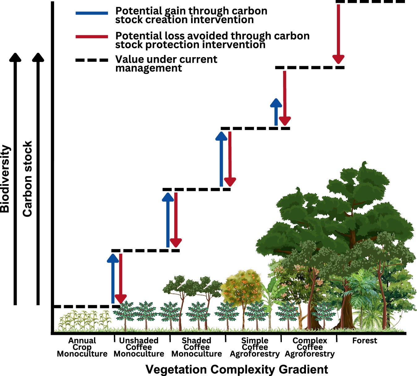Fig. 1: Conceptual representation of carbon stock and biodiversity value across a gradient of coffee agroforestry complexity.