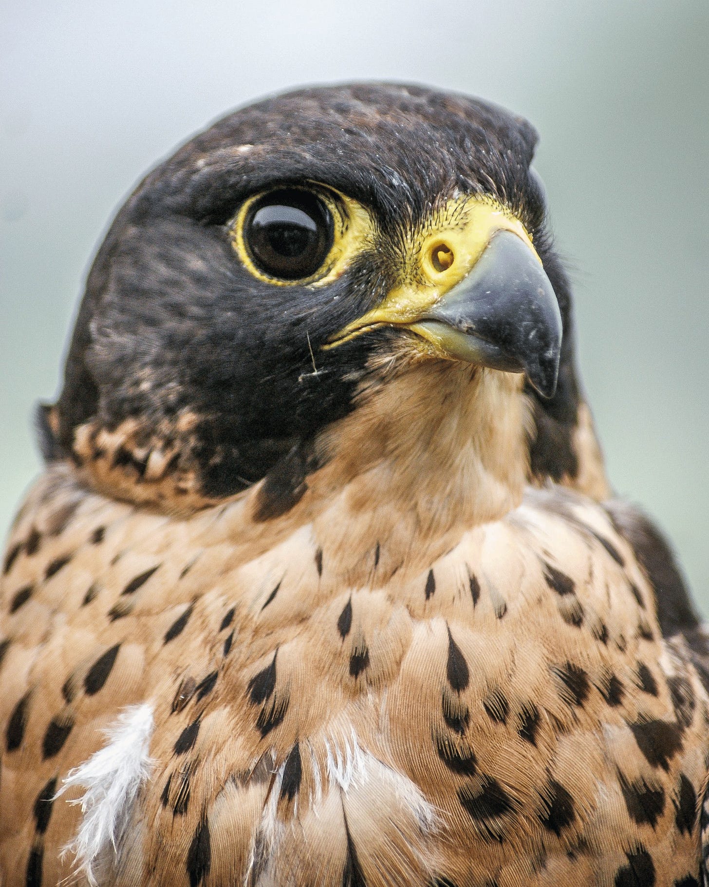 May be an image of hawk