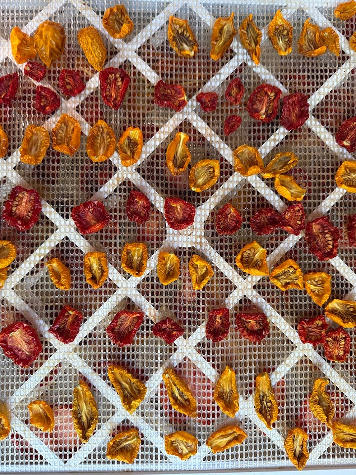 Photo on left is yellow and red tomato halves lined on a tray to dehydrate. On the right are the same tomatoes but shrivelled and dried. 