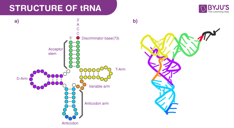 Structure of tRNA