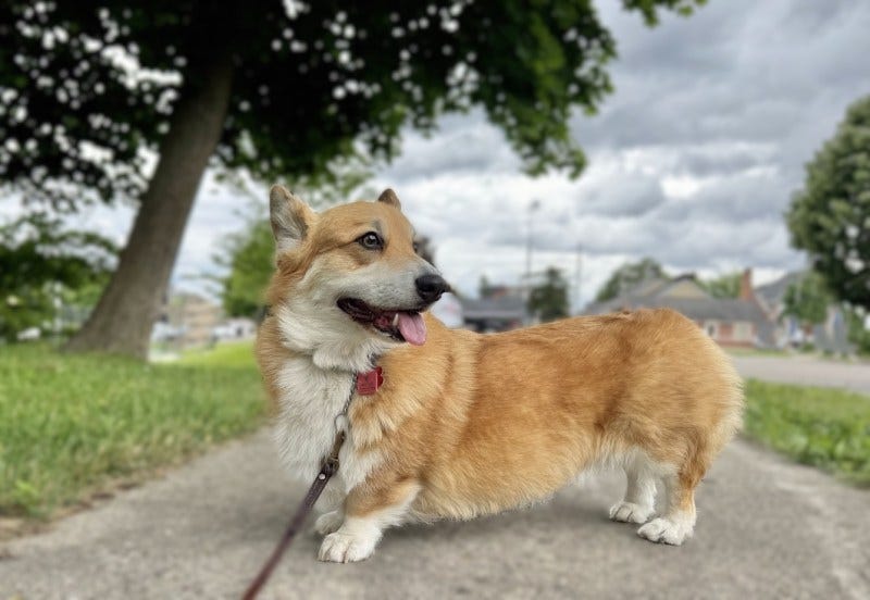 Cowboy at the city park Cowboy at the city park