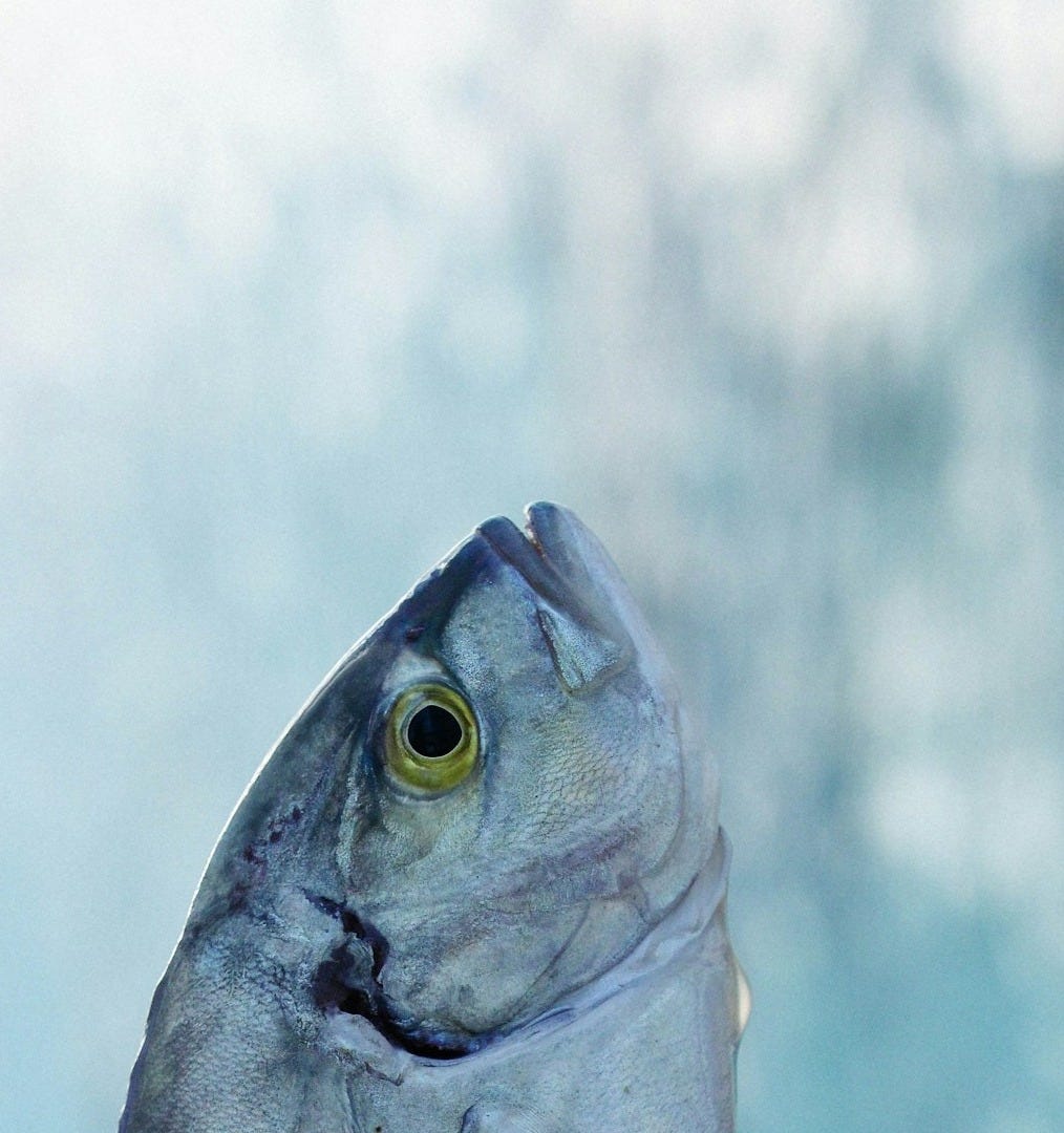 a close up of a fish