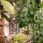 Choose your own ritual: Disappointment