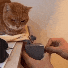 a cat sits on a table while a person works on a piece of equipment