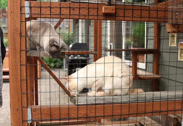 Catios on the Cats Safe at Home tour