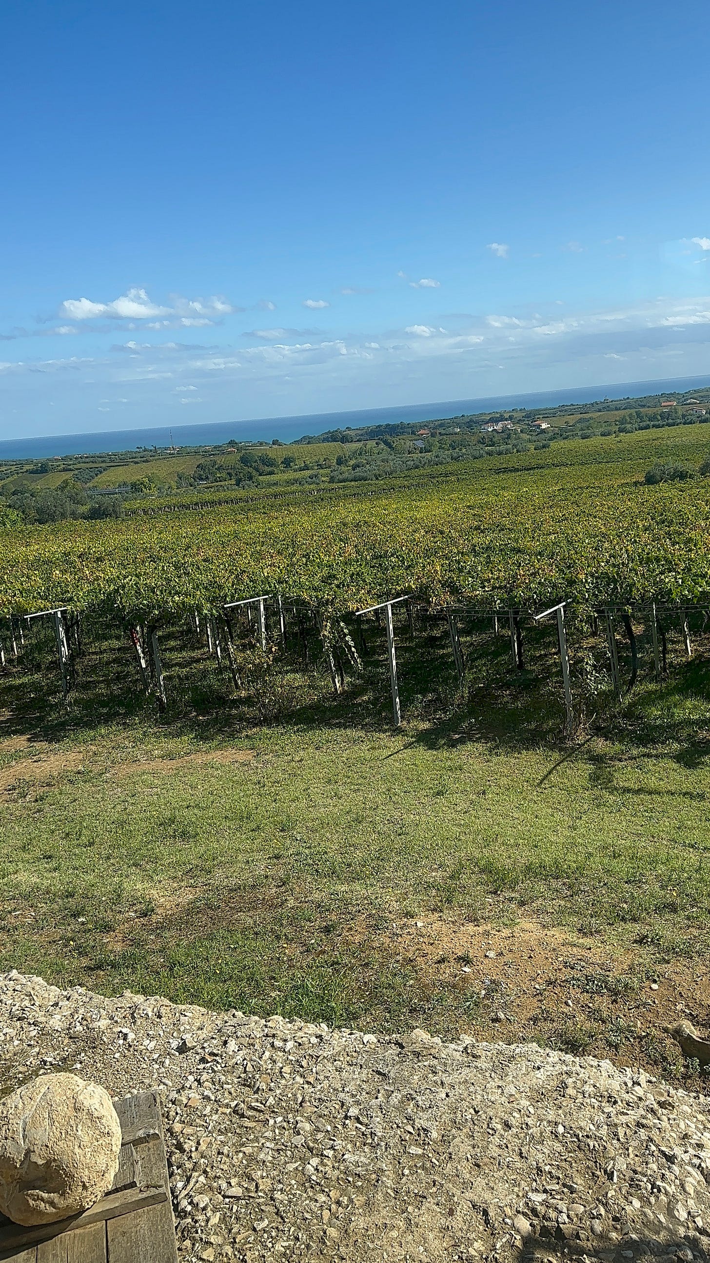 pergola trained vineyards