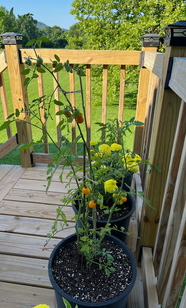 porch garden with tomatoes and marigolds; hand holding yellow tomatoes