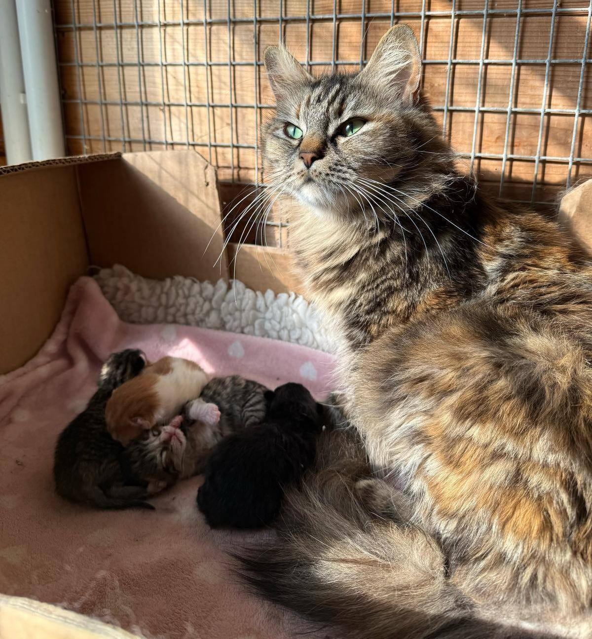 May be an image of cat