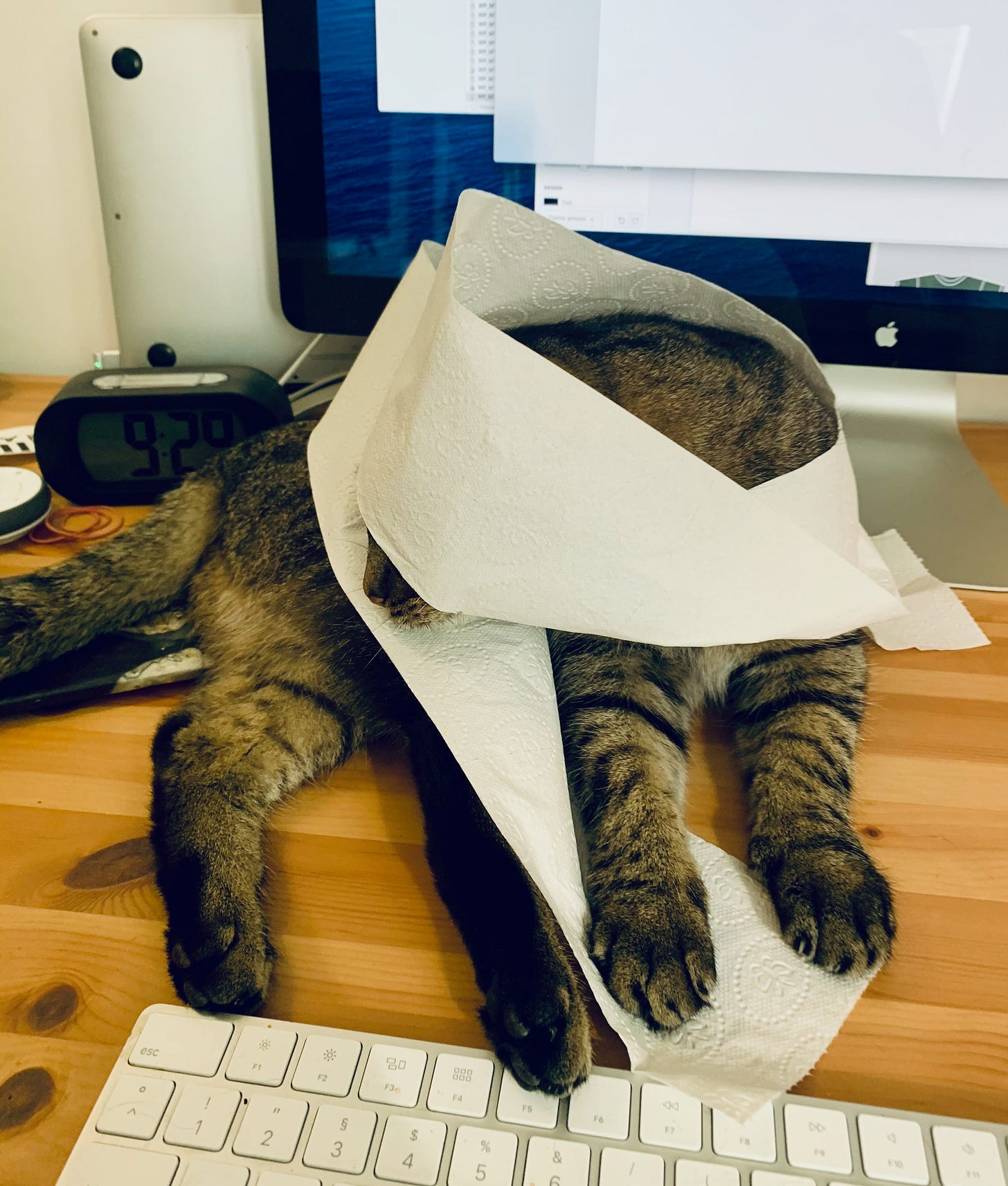The author's cat toto with toilet paper wrapped around his head