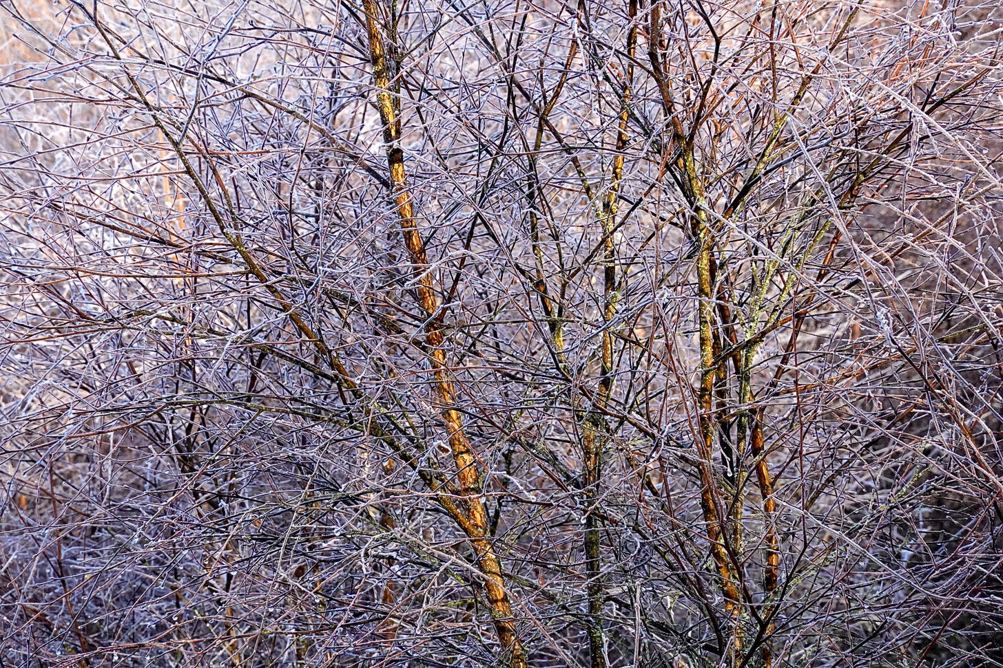 Hoar frost coats the branches of a silver birch tree (Betula pendula). 