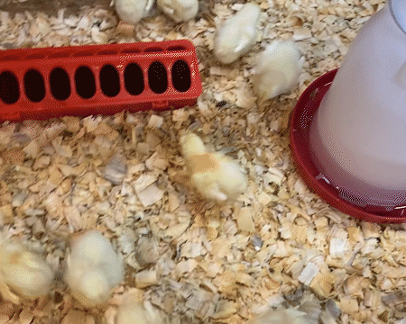 Baby chicks running around chasing eachother around the brooder