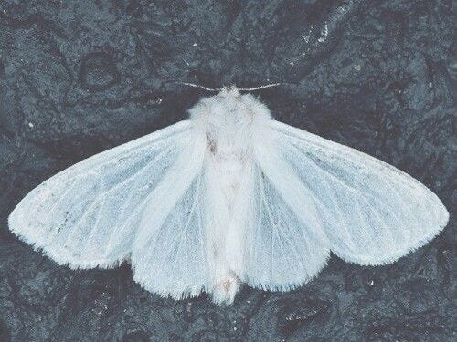 This may contain: a large white moth sitting on top of a rock