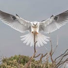 Through Nature’s Lens