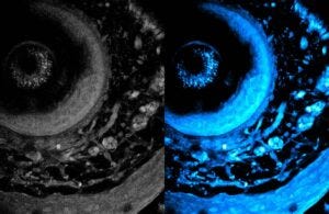 MIT Deep Metabolic Imaging Method (1)