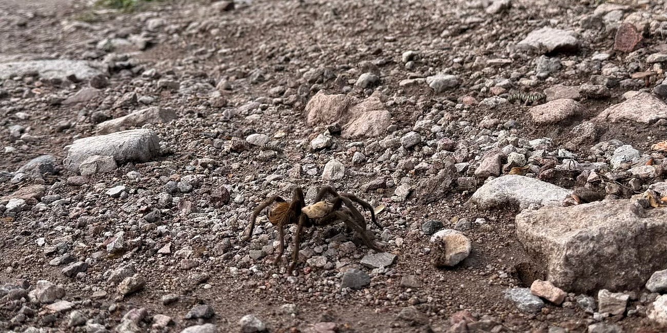 The Tower and the Tarantula: Searching for a New Way Forward 24 Years after 9/11