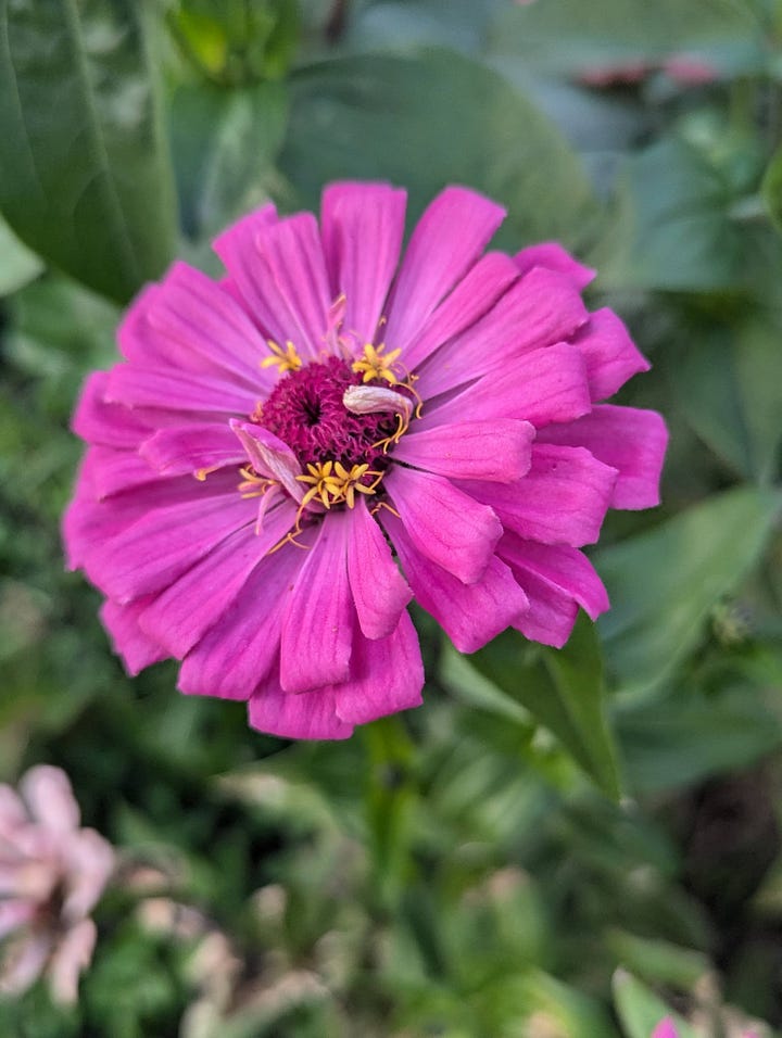 Day trip to Daejeon for a concert and fully entering into my "flower picture photographing" era