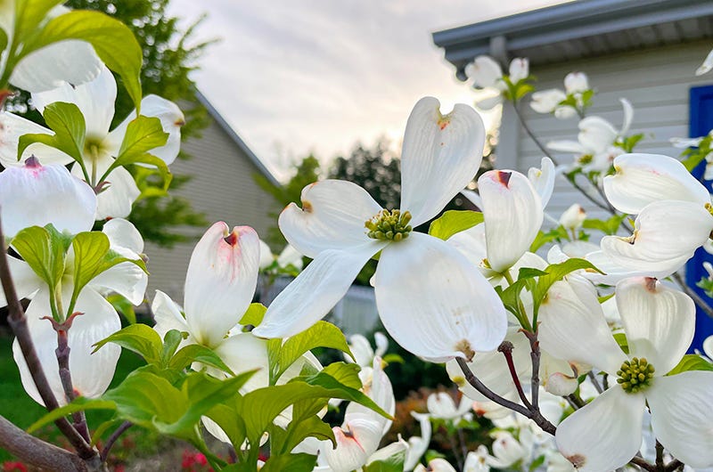 Dogwood, Sixburnersue