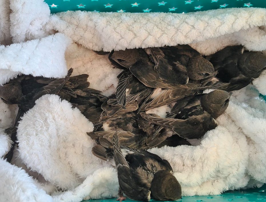 Sigrid et Gabbi, les héroïnes méconnues des martinets noirs en danger Sigrid et Gabbi, les héroïnes méconnues des martinets noirs en danger