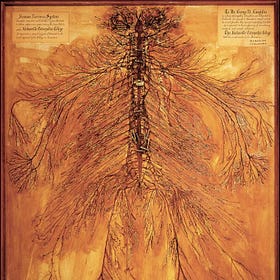 The Autonomic Nervous System