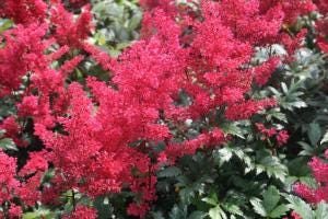 astilbe_ja_montgomery (1)_Supp Zenflora