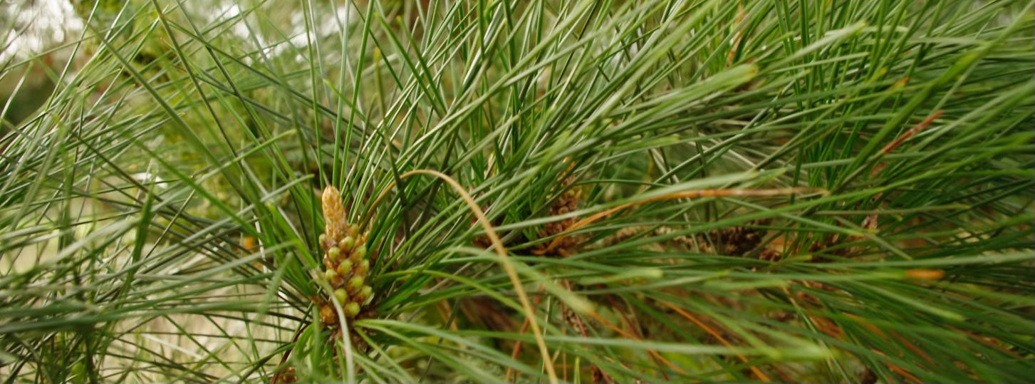 Pine close up with flower bud and long thin needles