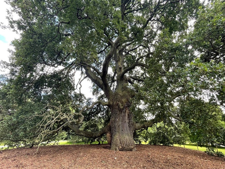 One final photo just for fun. Kew is a great place to go if you want to be overwhelmed with the beauty, variety, and resilience of life. This rare hybrid Lucombe Oak was planted at Kew in 1773. One final photo just for fun. Kew is a great place to go if you want to be overwhelmed with the beauty, variety, and resilience of life. This rare hybrid Lucombe Oak was planted at Kew in 1773.