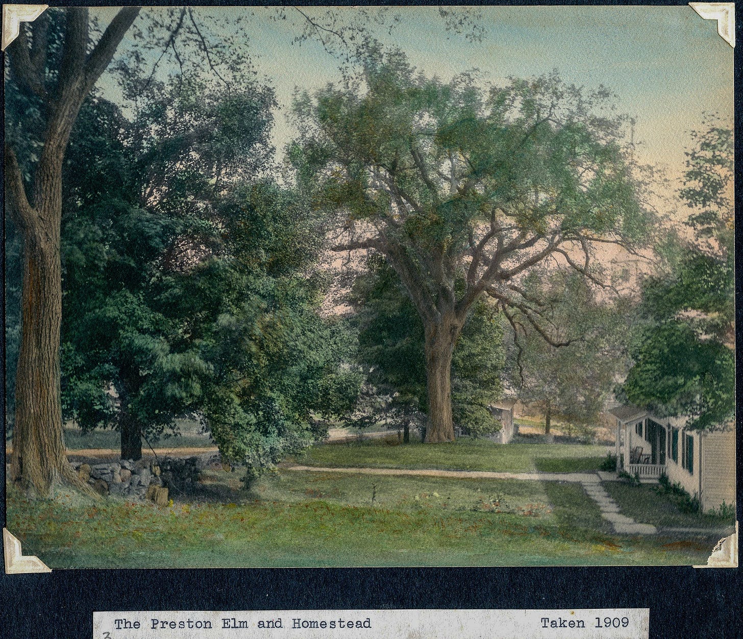 Elm Trees