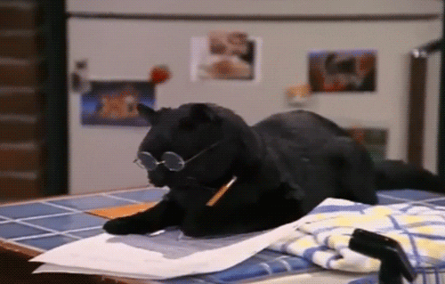 A black cat is sitting on a kitchen counter, in the middle of what looks like writing. 