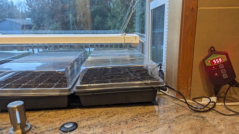 Watering a seedling flat from below, a seed flat on top of a black plastic heat mat, two seed trays with clear covers under grow lights.