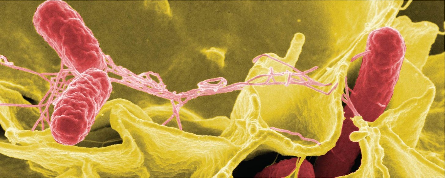 Salmonella (pink) invading a human epithelial cell (yellow)