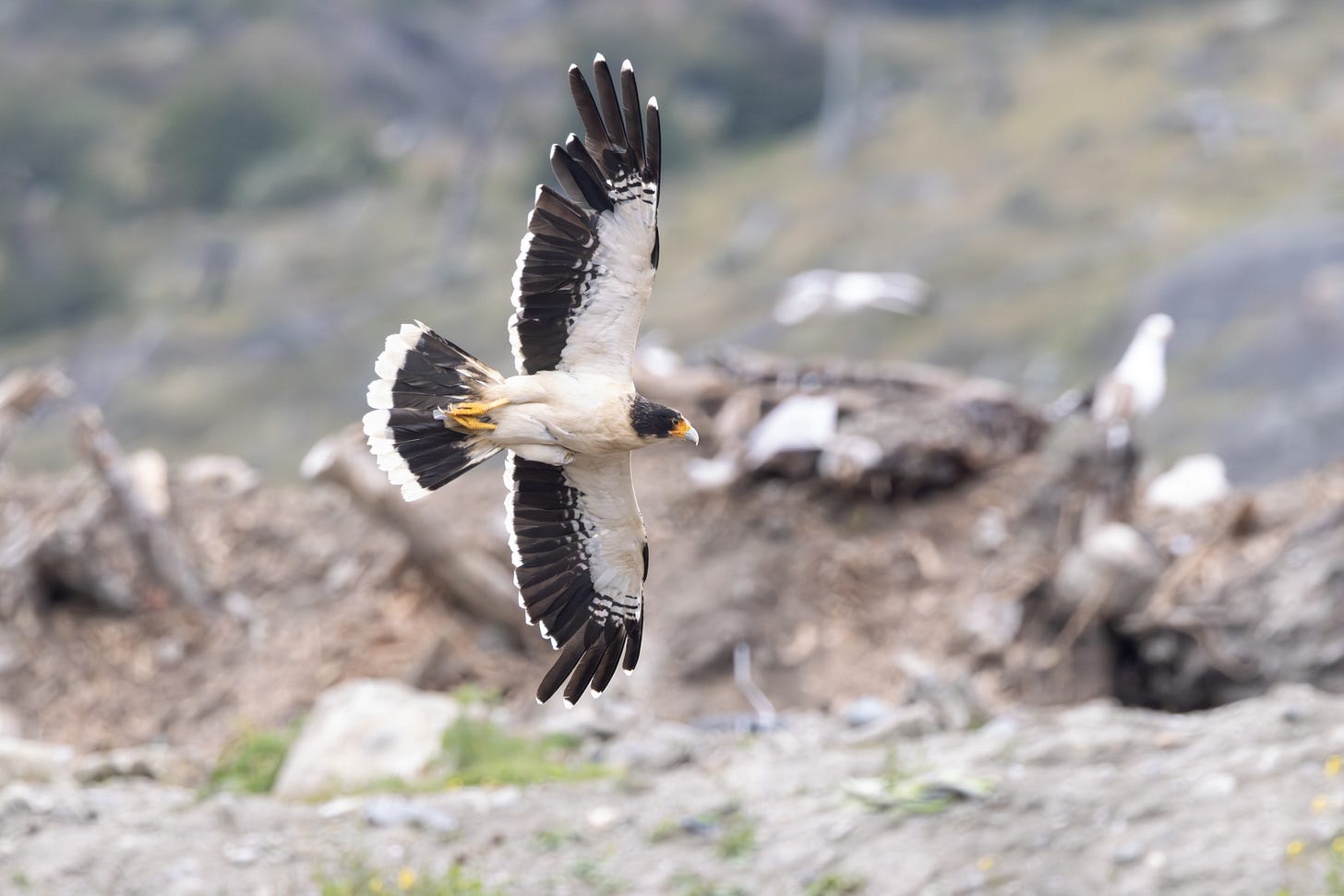 a white-bellied-and throated hawk with a black head, flight feathers, and a black, white-tipped tail flying to the right against a blurry mound of trash.