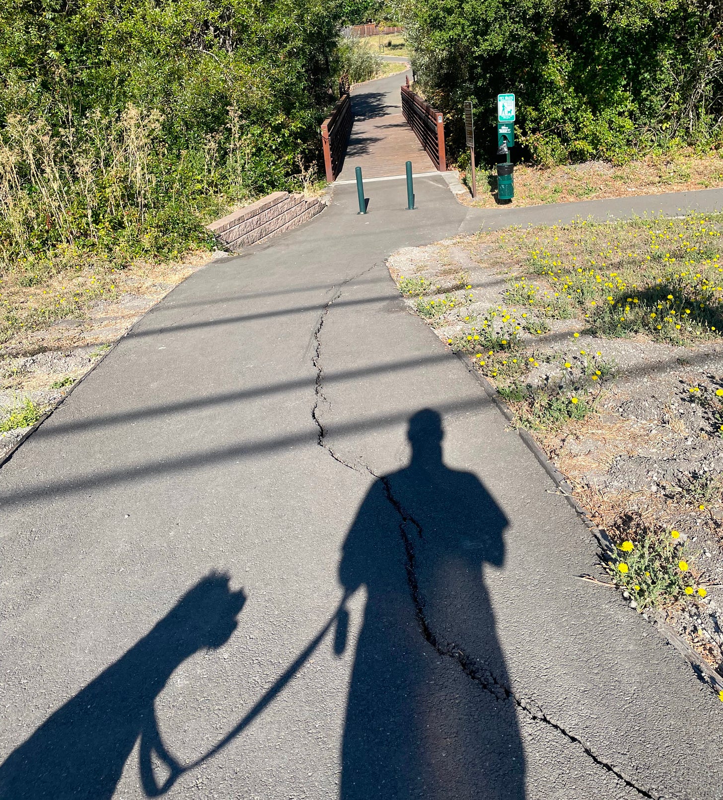 David Gottfried and his dog Juneau's shadow on a walk outside