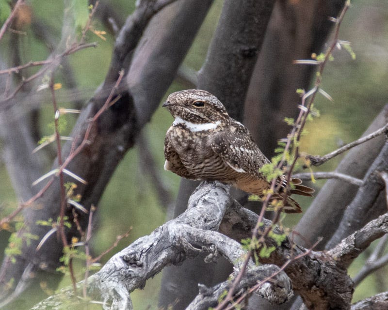 20200531_MBY-15.jpg 20200531_MBY-15.jpg