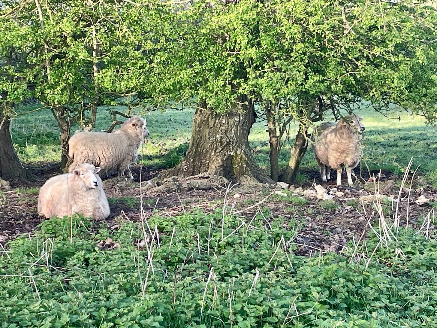 Three sheep standing and sitting under low trees Three sheep standing and sitting under low trees