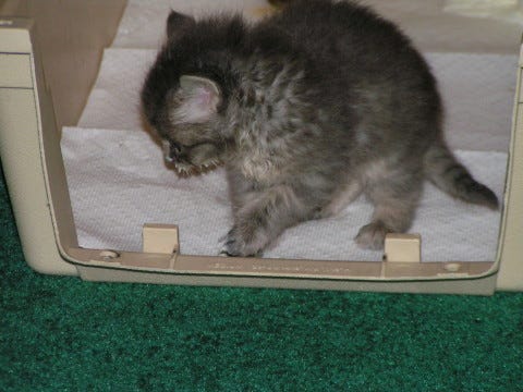 Kali 'Bathroom' Raising Young Kittens Kali 'Bathroom' Raising Young Kittens