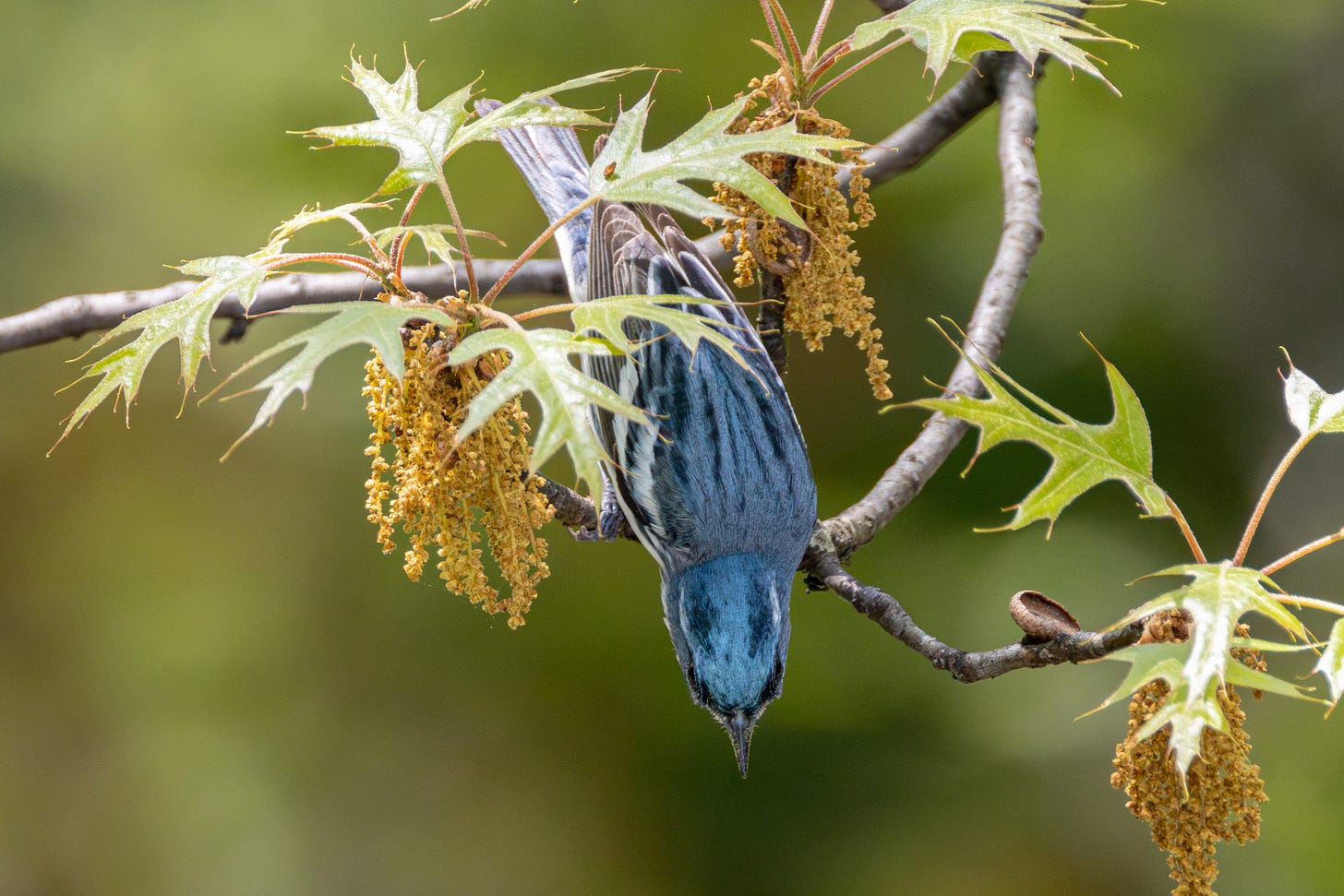 the same bird as the first image of the post, now seen from above, revealing a blue black with dark blue-black stripes on its head and back the same bird as the first image of the post, now seen from above, revealing a blue black with dark blue-black stripes on its head and back