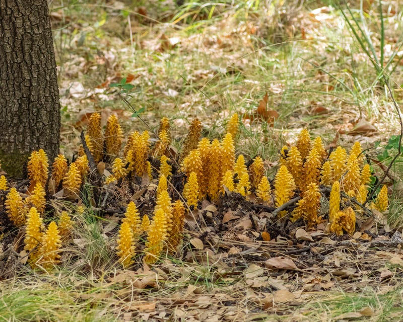 20260422-Chiricahuas-83-Edit.jpg