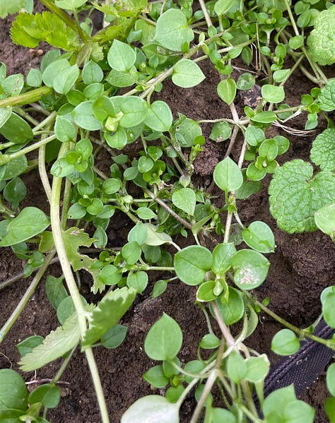 chickweed waiting through the cold months.