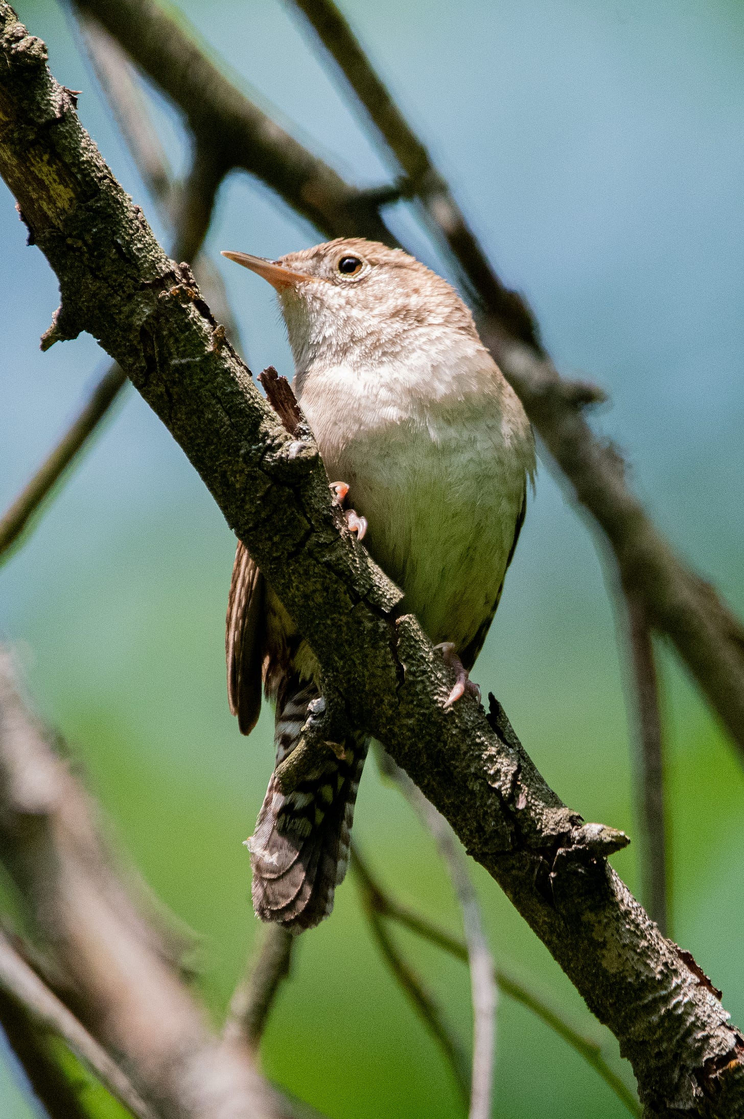 A house wren in raking light, looking back over its shoulder in a glamour pose