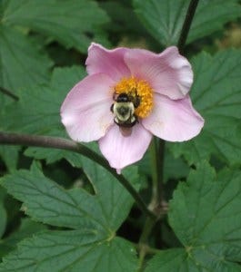 anemone bee anemone bee