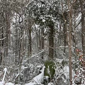 a walk through snow and dreams of other lands