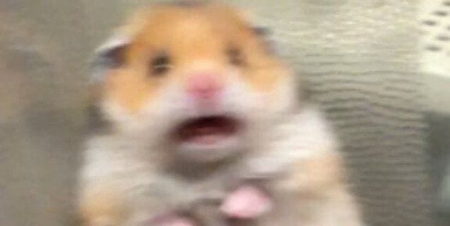 VIRAL: Why That Screaming Hamster Isn't Funny | PETA