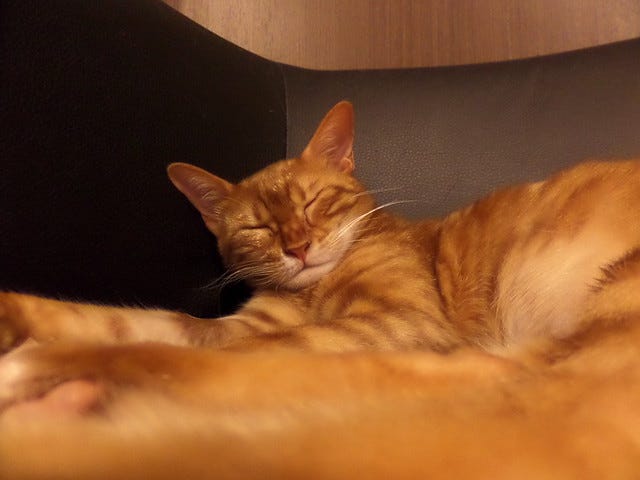 Cat Cafe Nanny Cat Cafe Nanny