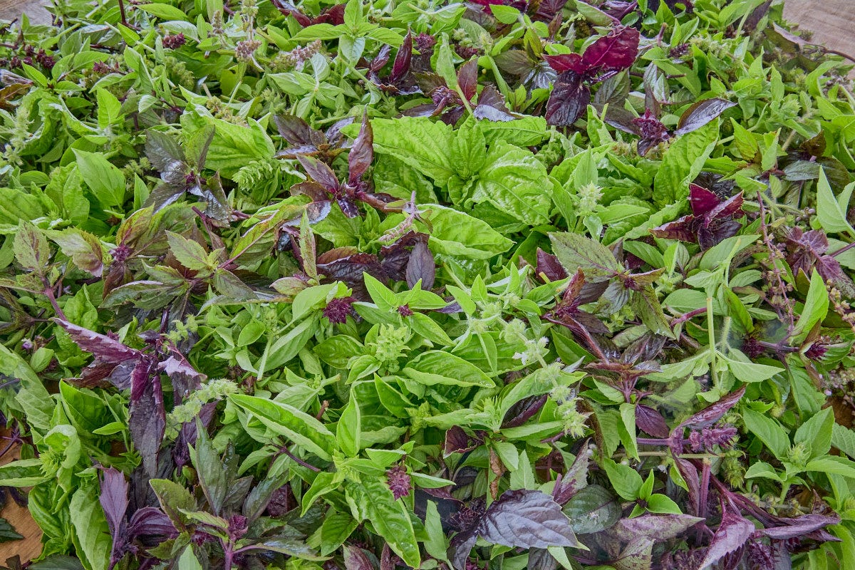 a wide variety of basil leaves and flowers on a rustic tabletop