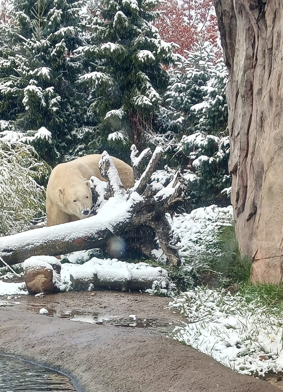 Polar bear standing behind a fallen tree covered in snow. Snow also covers the bear’s nose.