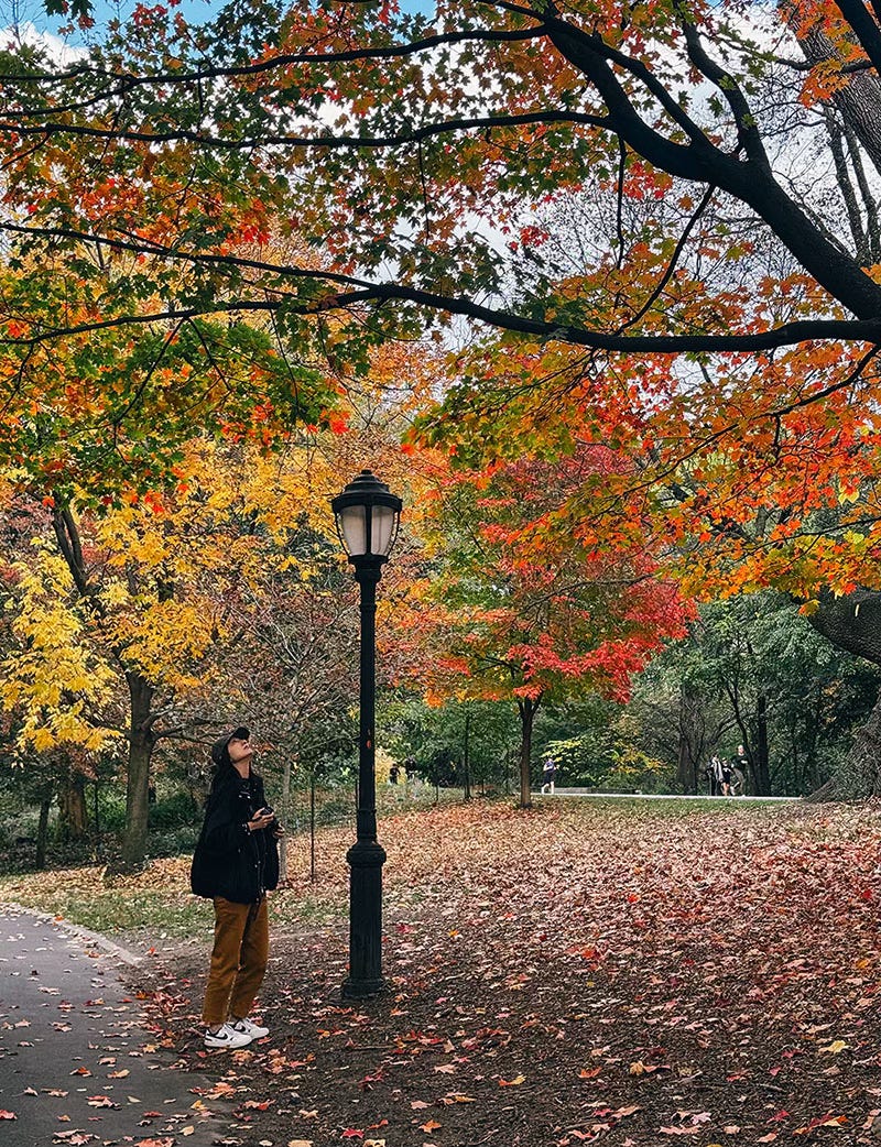 Leaf peeping in Prospect Park