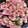 Rosy Posy's avatar