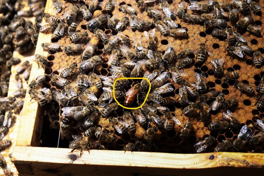 A queen bee surrounded by worker bees on a honeycomb