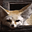 Taurevanime's avatar