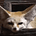 Taurevanime's avatar